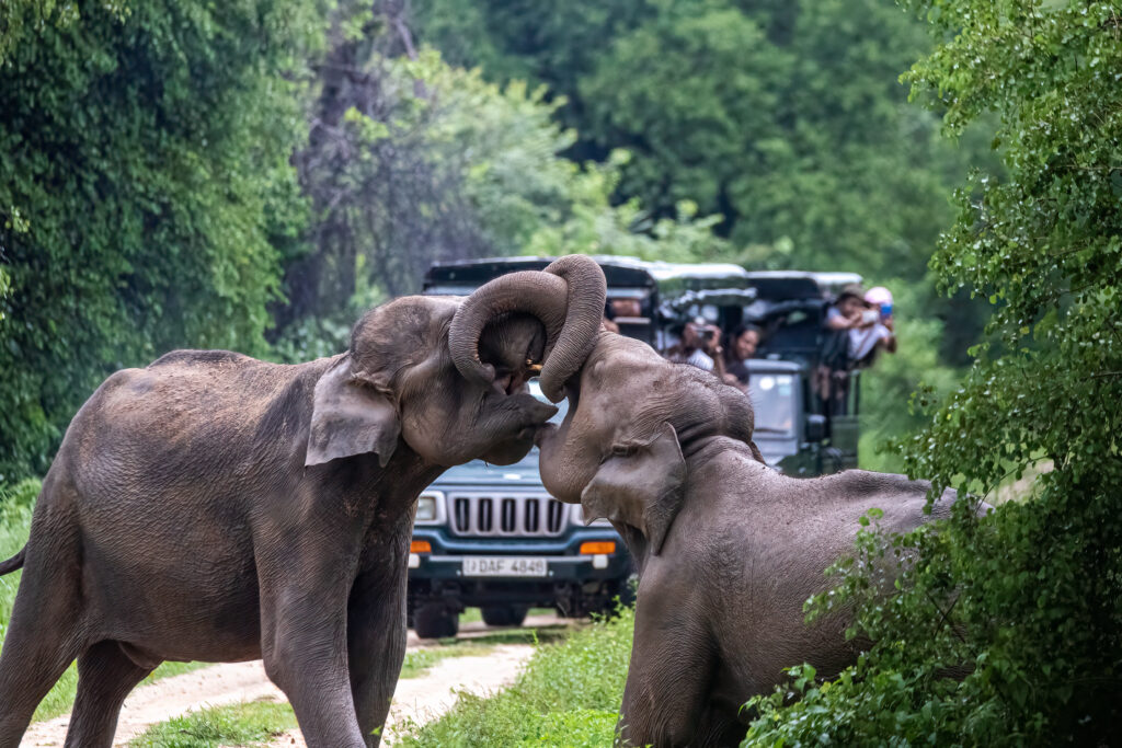 Unveiling Sri Lanka's Enchantment: Your Perfect Inbound Tour Awaits ...