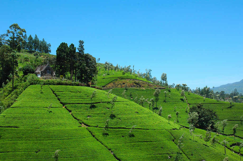 Boutique Sri Lanka tour experience: sunrise view of Sigiriya Rock Fortress curated by Ceylonaa Holidays travel designers.