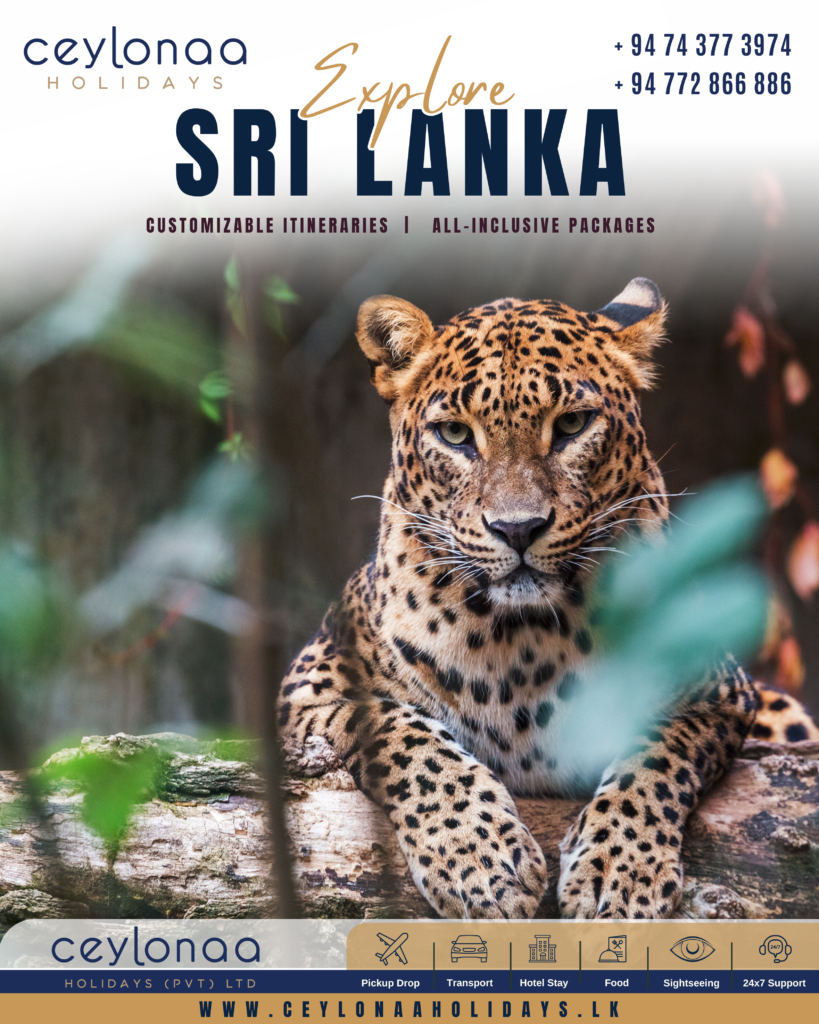 Yala: The Kingdom of The Leopard