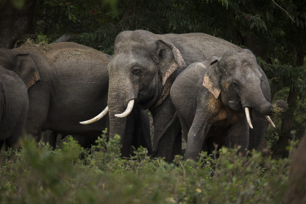 Minneriya Elephant Safari with Ceylonaa Holidays